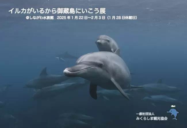 しながわ水族館、「イルカがいるから御蔵島にいこう展」開催