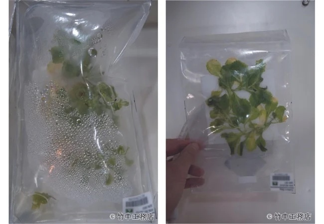 日本が宇宙で「袋型培養槽によるレタスの栽培」に成功　世界初の快挙