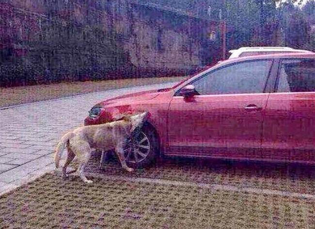 ワンコの復讐！蹴り飛ばされた犬が仲間を連れて車に倍返し！