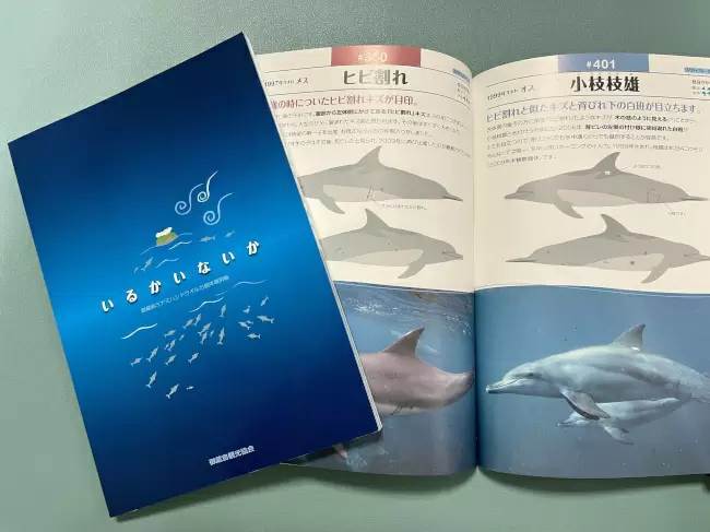 しながわ水族館、「イルカがいるから御蔵島にいこう展」開催