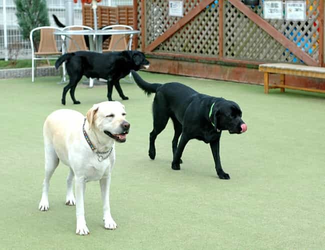 【関西版】ペット飼育者に人気のおでかけスポット一覧！大阪府・京都府・兵庫県・滋賀県・奈良県・和歌山県