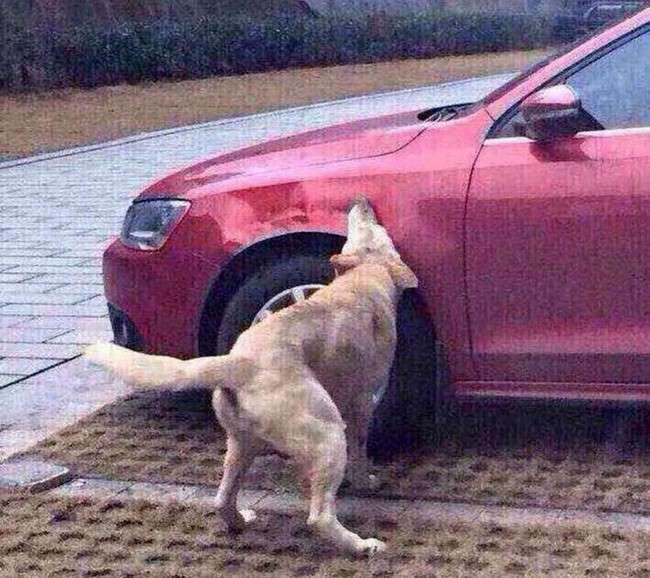 ワンコの復讐！蹴り飛ばされた犬が仲間を連れて車に倍返し！