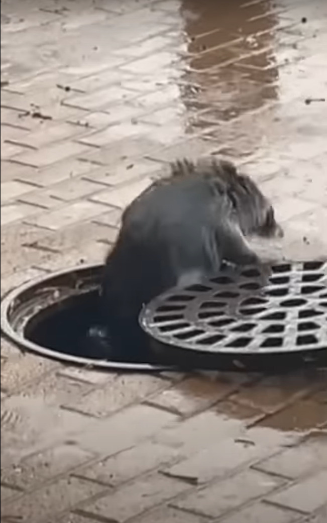 雨が降る中、マンホールの蓋の穴から小さな手が出現！！中から助けを求める手の主の運命は？