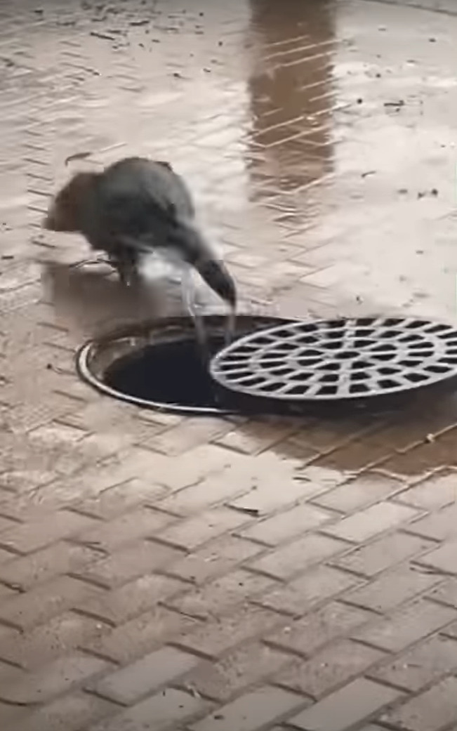 雨が降る中、マンホールの蓋の穴から小さな手が出現！！中から助けを求める手の主の運命は？