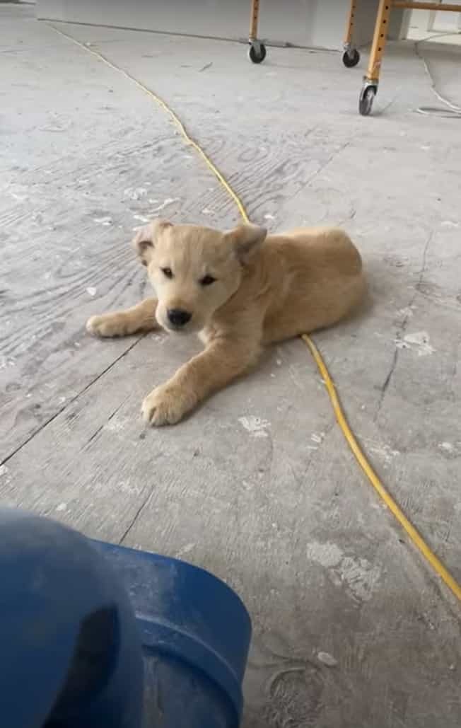 仕事中の飼い主さんに近付いてくるゴールデンリトリバーの子犬。ところが、途中で風の出るブロワーがあることに気が付くと・・！！【海外・動画】