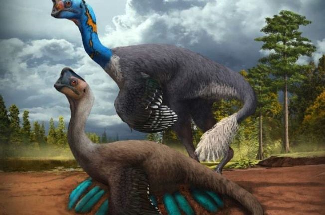 「親と卵がともに化石化した巣」を発見！　恐竜が卵を温めていた世界初の証拠
