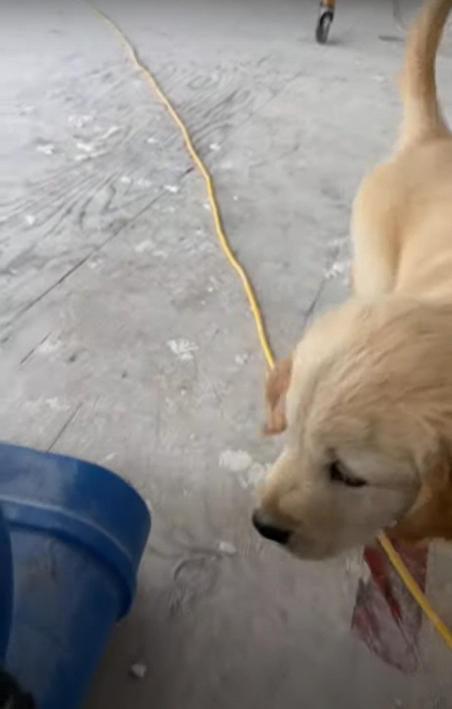 仕事中の飼い主さんに近付いてくるゴールデンレトリバーの子犬。しかし、途中でブロワーがあることに気が付くと・・！！【海外・動画】