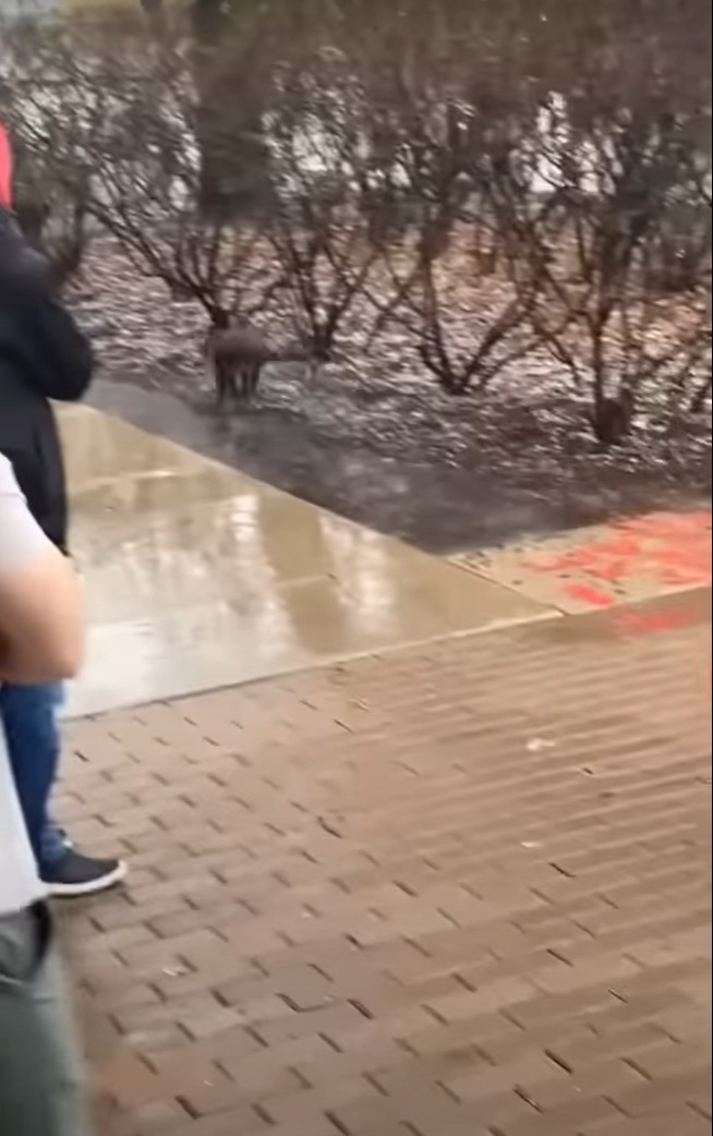 雨が降る中、マンホールの蓋の穴から小さな手が出現！！中から助けを求める手の主の運命は？