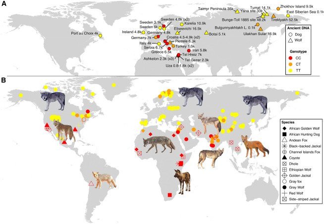 品種改良された「小型犬のDNA」が実は5万4000年前のオオカミの中にすでに存在した