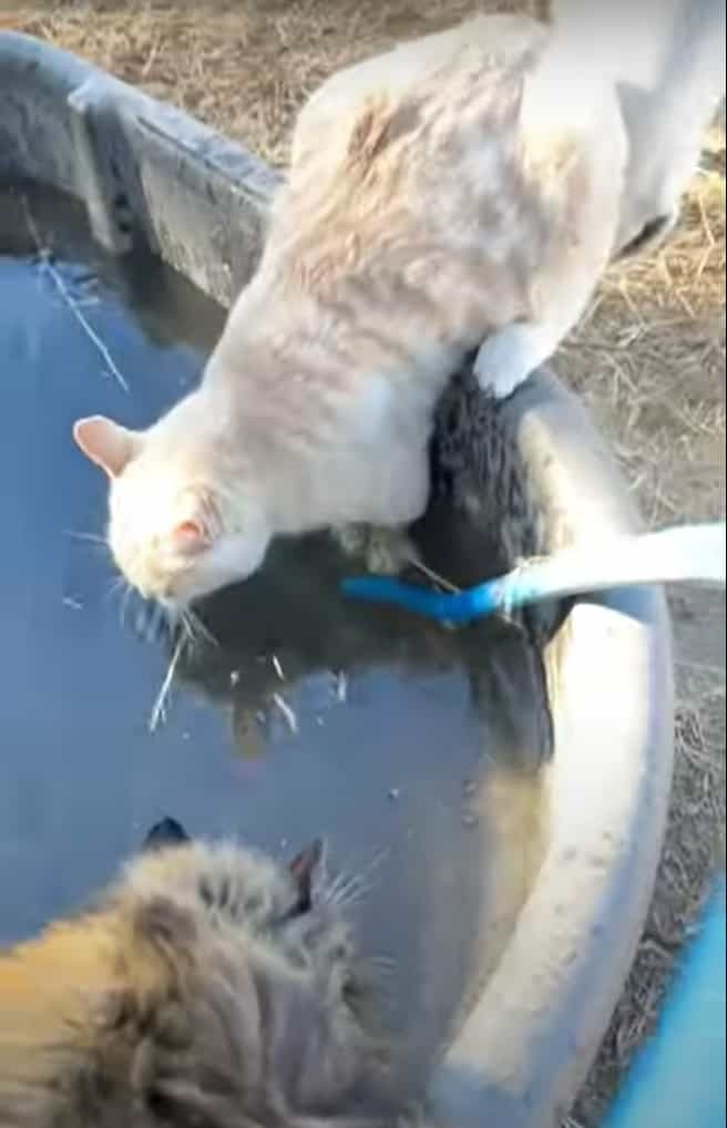 イタズラっ子すぎる！深めのタンクに踏ん張って水を飲んでいた猫。この子をその後ろからツンっと押したとんでもない子がいたんです！！