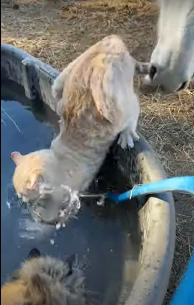 イタズラっ子すぎる！深めのタンクに踏ん張って水を飲んでいた猫。この子をその後ろからツンっと押したとんでもない子がいたんです！！