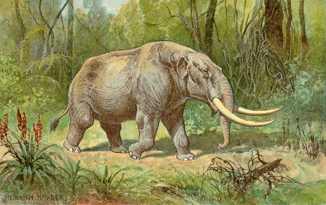 6才の少年が古代ゾウ「マストドン」の歯を発見！1万2000年前に絶滅