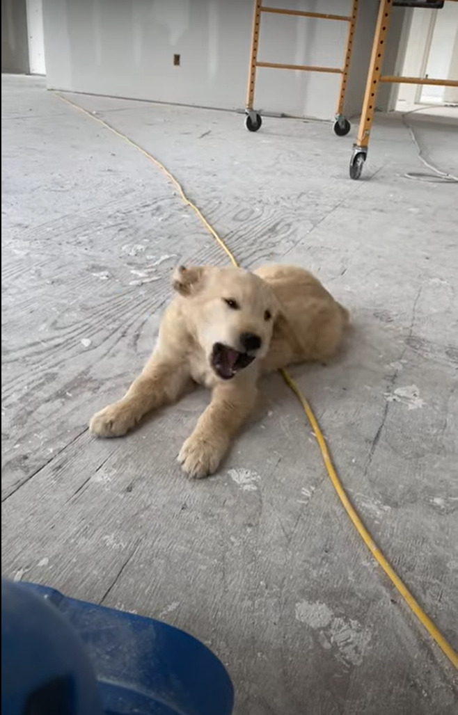 仕事中の飼い主さんに近付いてくるゴールデンレトリバーの子犬。しかし、途中でブロワーがあることに気が付くと・・！！【海外・動画】