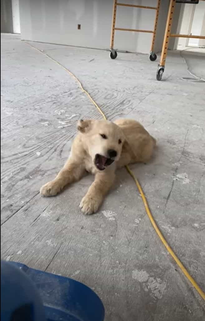 仕事中の飼い主さんに近付いてくるゴールデンリトリバーの子犬。ところが、途中で風の出るブロワーがあることに気が付くと・・！！【海外・動画】