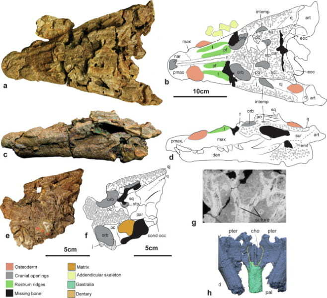 恐竜を「最後の晩餐」とした「新種の古代ワニ」を発見！