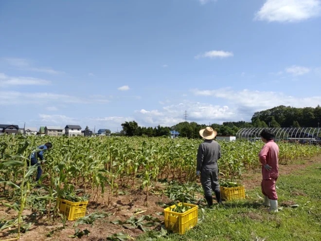 農業に潜在的な国内労働力の誘引を：引きこもり青年とアクティブシニアの取り組み