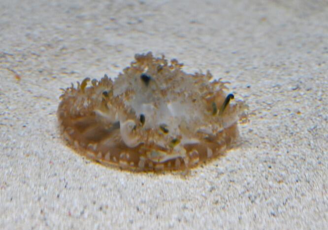 【北海道】ココロ満たされるマチナカのオアシス 都市型水族館「AOAO SAPPORO」