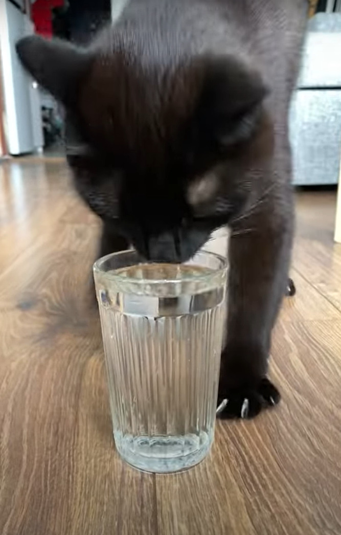 水の注がれたグラスを床に置かれるとすぐさま駆けつけた猫。美味しく水飲む前に・・ダンスをはじめましたよ？！？！