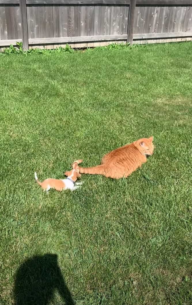 猫は子犬をあやすプロ！？しっぽひとつですっかり子犬の事を夢中にさせています！！