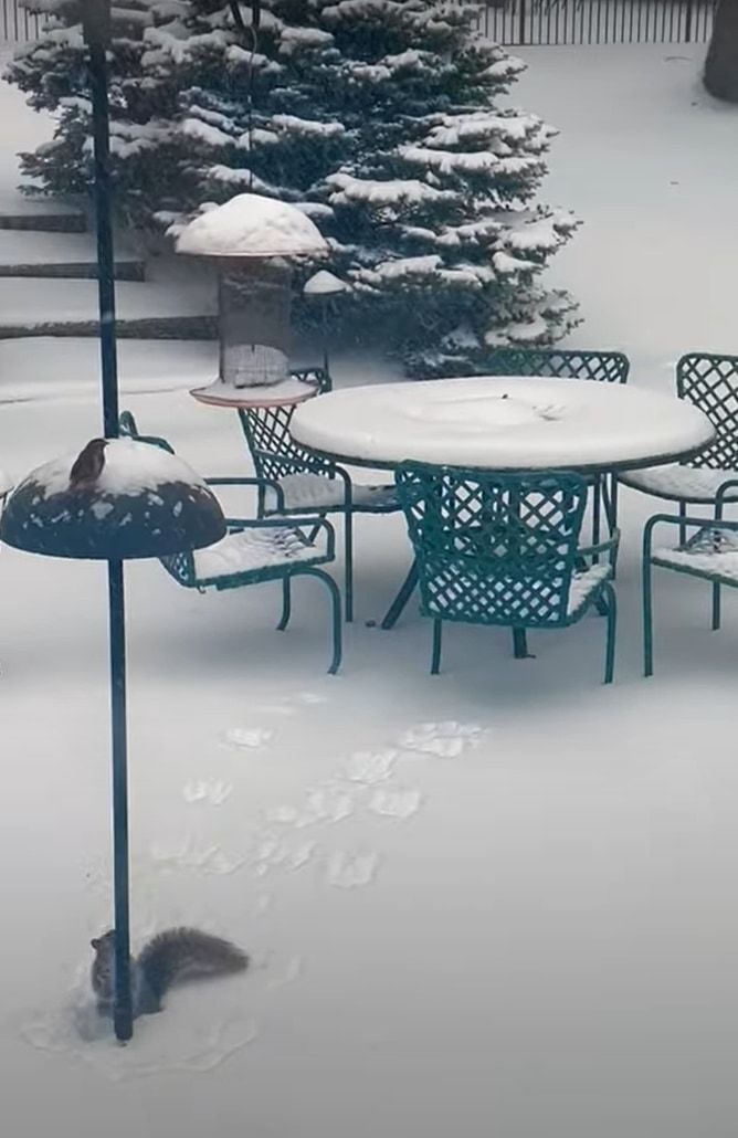 雪が降る中、庭に姿をあらわしたリス。野鳥用の餌箱に向かって見事なジャンプを披露しますが・・・、果たしてご飯をゲットできたのか？！