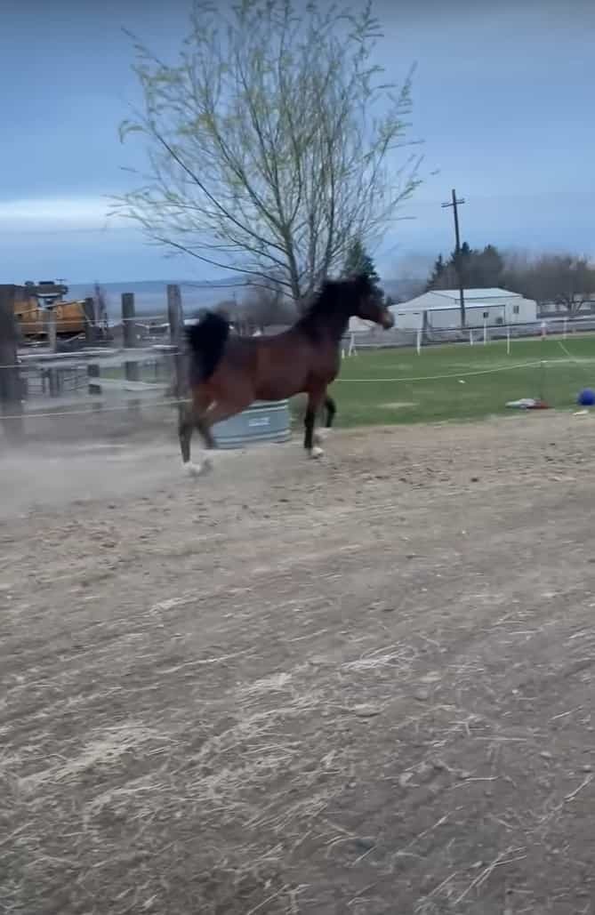 軽やかに、優美に走る馬。リズムカルに駆けるこの馬が、足を滑らせて転ぶだなんて・・・そんなことあるわけないじゃないですか