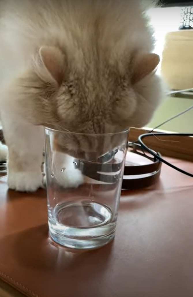 グラスの中の水が飲みたいモフモフ毛並みの猫。ほとんど入っていない水をどう飲むのかと思いきや、その飲んでいる姿にビックリ！【海外・動画】