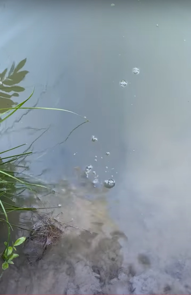 この映像のどこかに世界最大級の淡水魚「ピラルクー」がいるのですが・・、その場所がわかりますか？？【海外・動画】