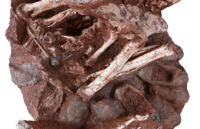 「親と卵がともに化石化した巣」を発見！　恐竜が卵を温めていた世界初の証拠