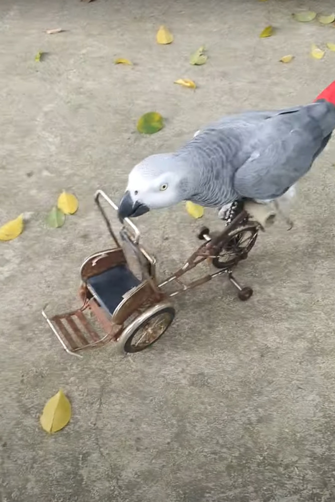 自転車を見事に乗りこなすヨウム。ハンドルをクチバシでくわえて、キコキコ漕いで進んでいきます！！【海外・動画】