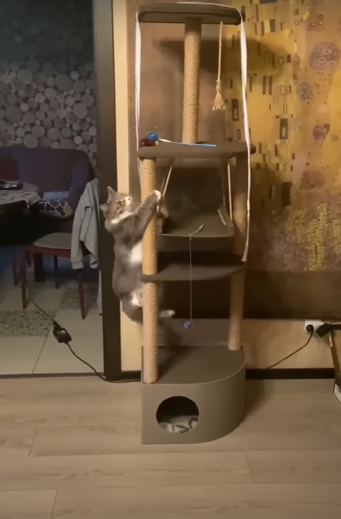 愛猫のために用意したキャットタワー。顔を寄せたり登ったりと興味は抱いてもらえたようですが、気に入ってもらえるでしょうか？【海外・動画】