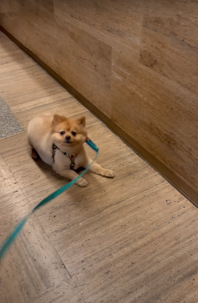 駄々をこねてロビーで寝っ転がる愛犬。これは手を焼くかと思いきや、起こすのは簡単！魔法の言葉『〇〇〇』と唱えると・・！！【アメリカ・動画】