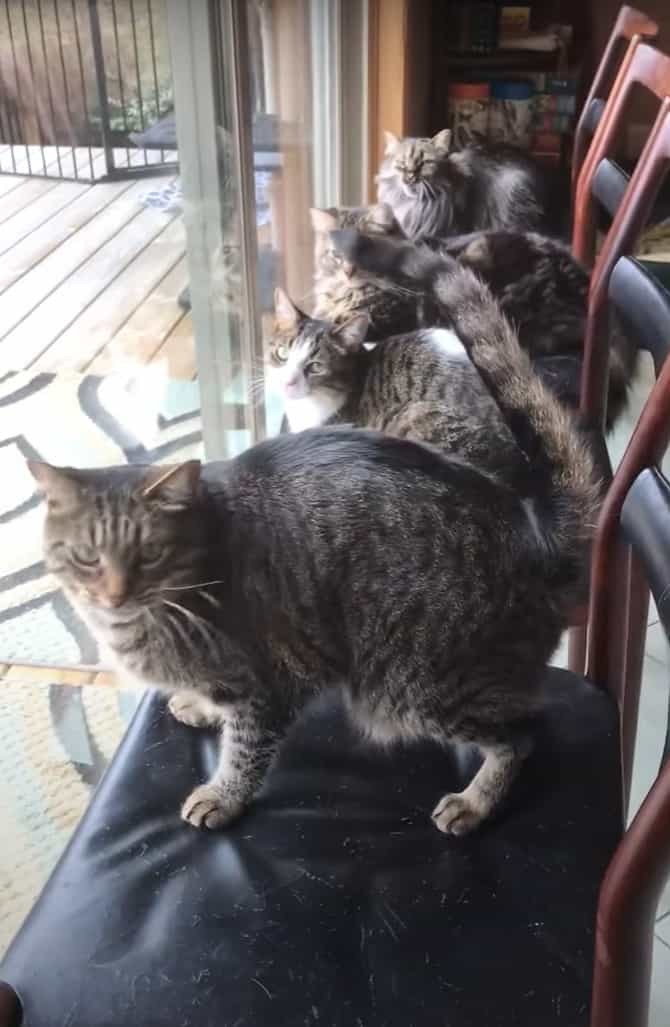 みんなで椅子に腰掛けて窓際に!猫たちは窓越しにバードウォッチングを楽しんでいました。4匹がみんなで仲良く並んでなんとも優雅なひとときです