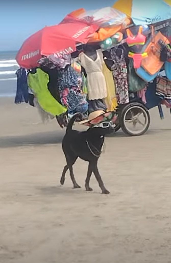 ビーチで発見！このビーチで一番浮かれているのは・・・、たぶんこの犬。めいっぱいオシャレをしていました！！