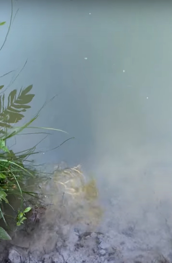 この映像のどこかに世界最大級の淡水魚「ピラルクー」がいるのですが・・、その場所がわかりますか？？【海外・動画】