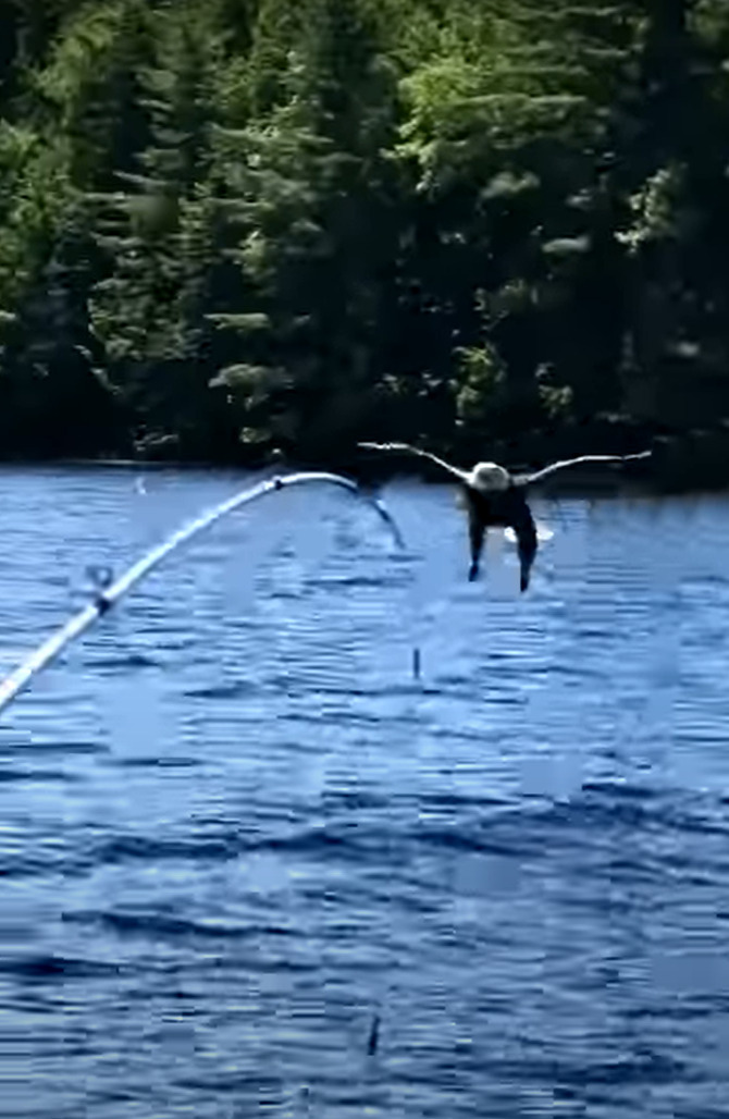 釣り人が魚を湖に向かって放ると・・、ハクトウワシがやって来た！見事に魚をキャッチすると、そのまま飛んでいくのでした【アメリカ・動画】