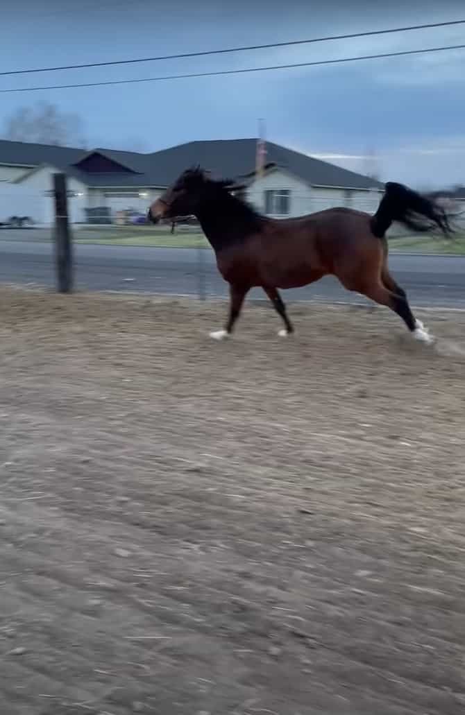 軽やかに、優美に走る馬。リズムカルに駆けるこの馬が、足を滑らせて転ぶだなんて・・・そんなことあるわけないじゃないですか