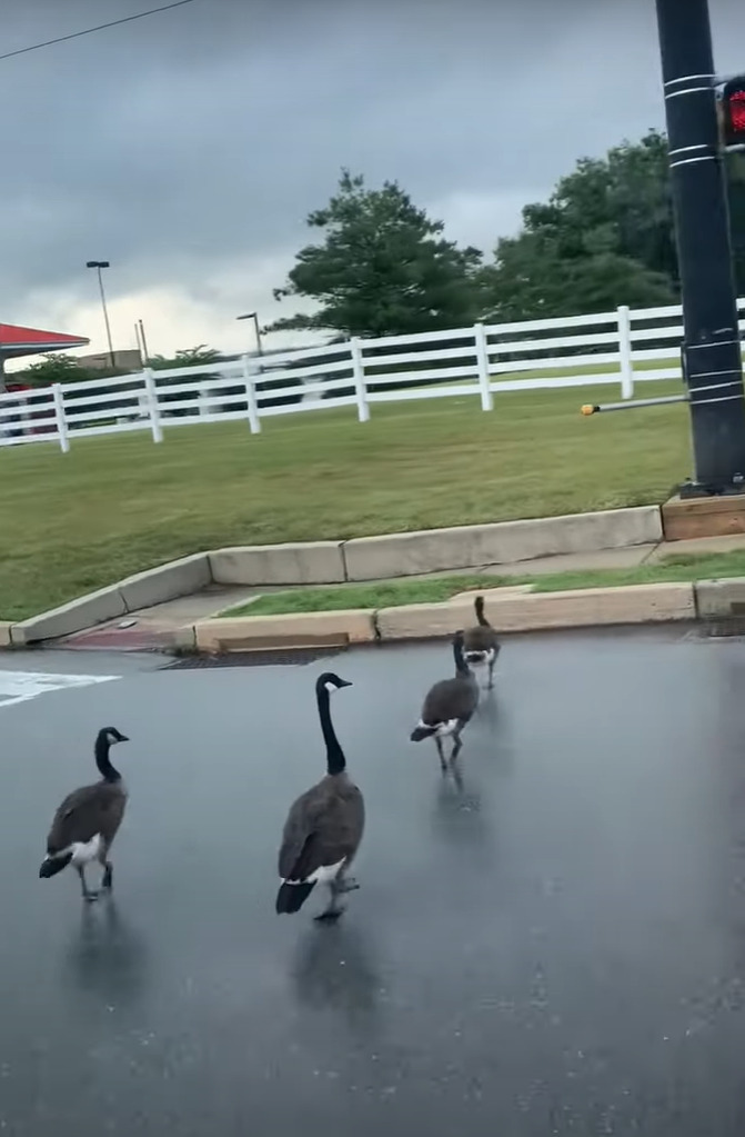 道路を横断するガチョウの家族。ドライバーたちがみんなで見守る中、一列になってみんな慌てずに進んでいきます【アメリカ・動画】