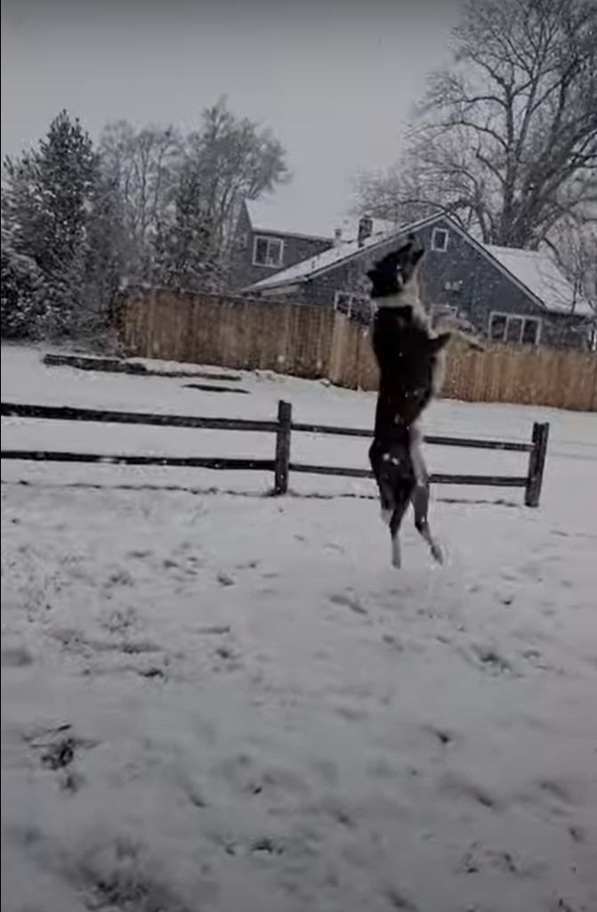 雪が大好きな犬。なんとか雪を捕まえようとジャンプ！ジャンプ！！雪をゲットするためなら何度だってスゴい跳躍をするつもりのようです