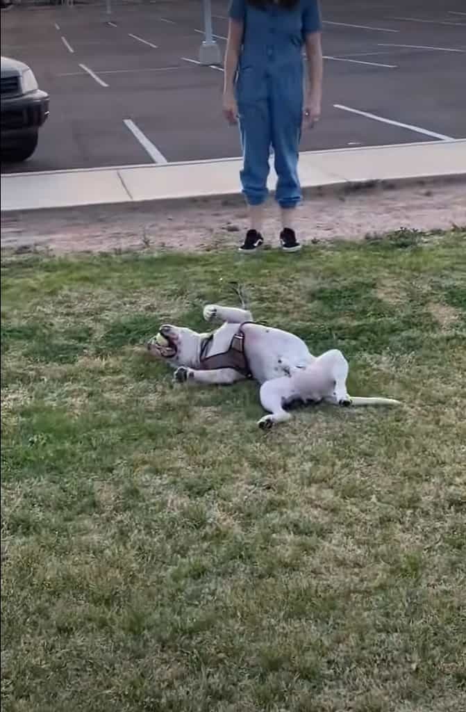 「まだ帰りたくない！」公園でまだまだ遊んでいたい犬。寝転がって帰るのを拒みますが・・・、飼い主さんに車までズルズルと引きづられていくのでした