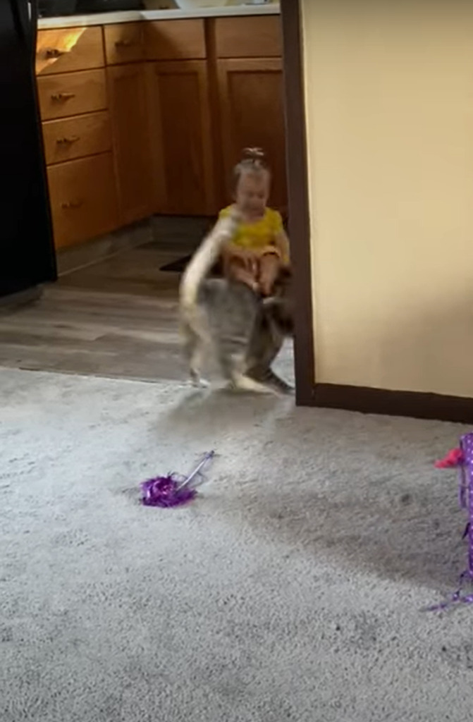 お互いビックリな初対面!猫がキッチンに行くと、そこに赤ちゃんがいて・・。しかもその瞬間、ふたりをさらに驚かせる出来事が!【海外・動画】