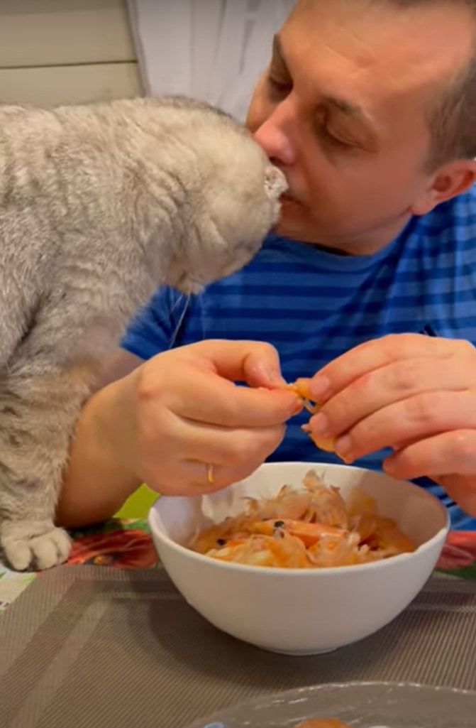 「そのエビ、美味しそうだね」エビの殻を剥く飼い主さんの手元にやってきた猫。わけてほしくて飼い主さんに頭をスリスリ、なんどもスリスリ！！