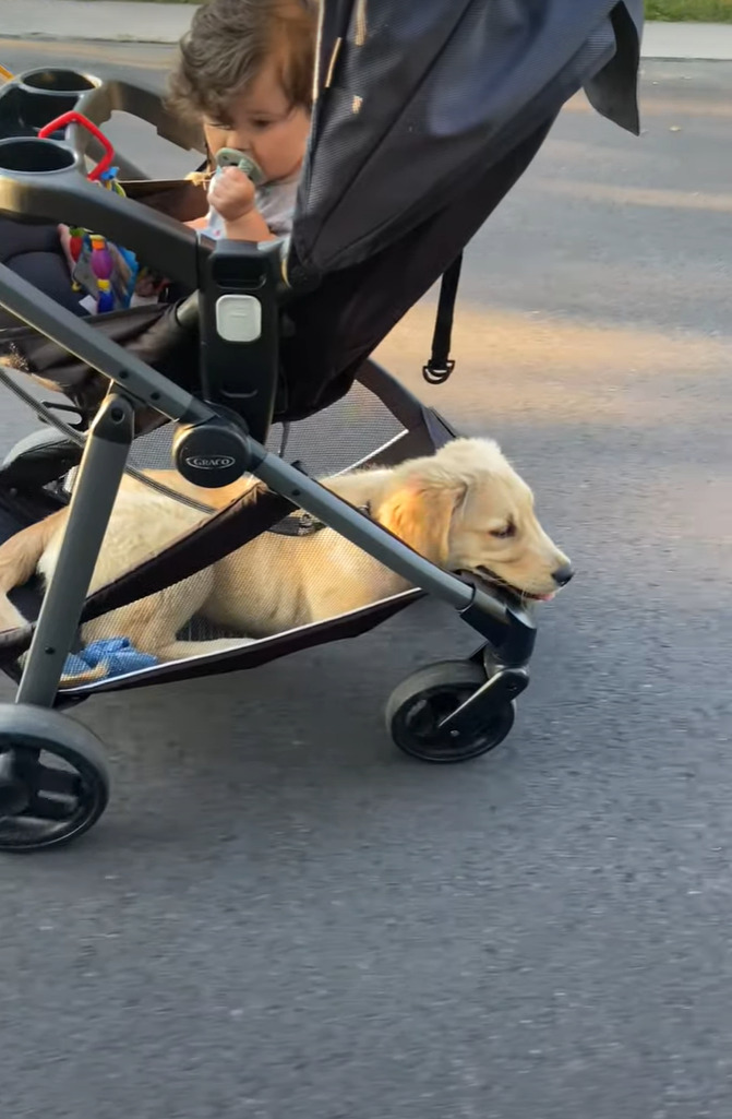 まるで二段ベッド？！毎日一緒にお散歩に行くという赤ちゃんと子犬。お散歩の間、子犬がいる場所にビックリ！！【アメリカ・動画】