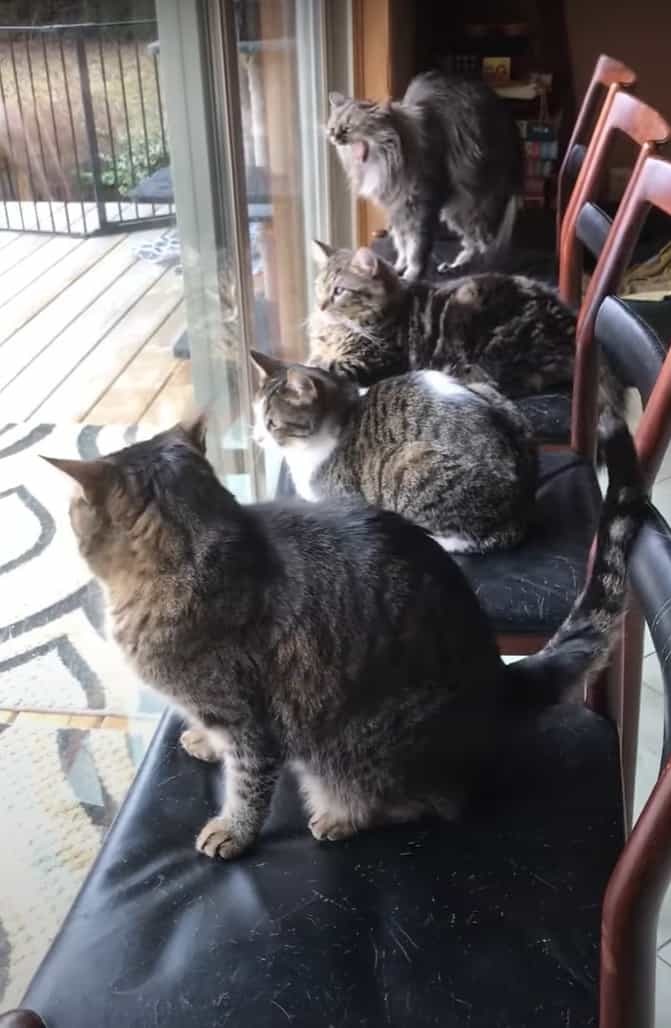 みんなで椅子に腰掛けて窓際に!猫たちは窓越しにバードウォッチングを楽しんでいました。4匹がみんなで仲良く並んでなんとも優雅なひとときです