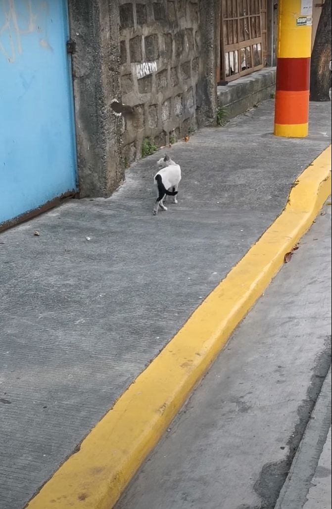 猫の背中を掠めるように飛ぶ小鳥。なんども猫の背中を往復しているけど・・・、構ってほしいの？なにか気になるの？？？