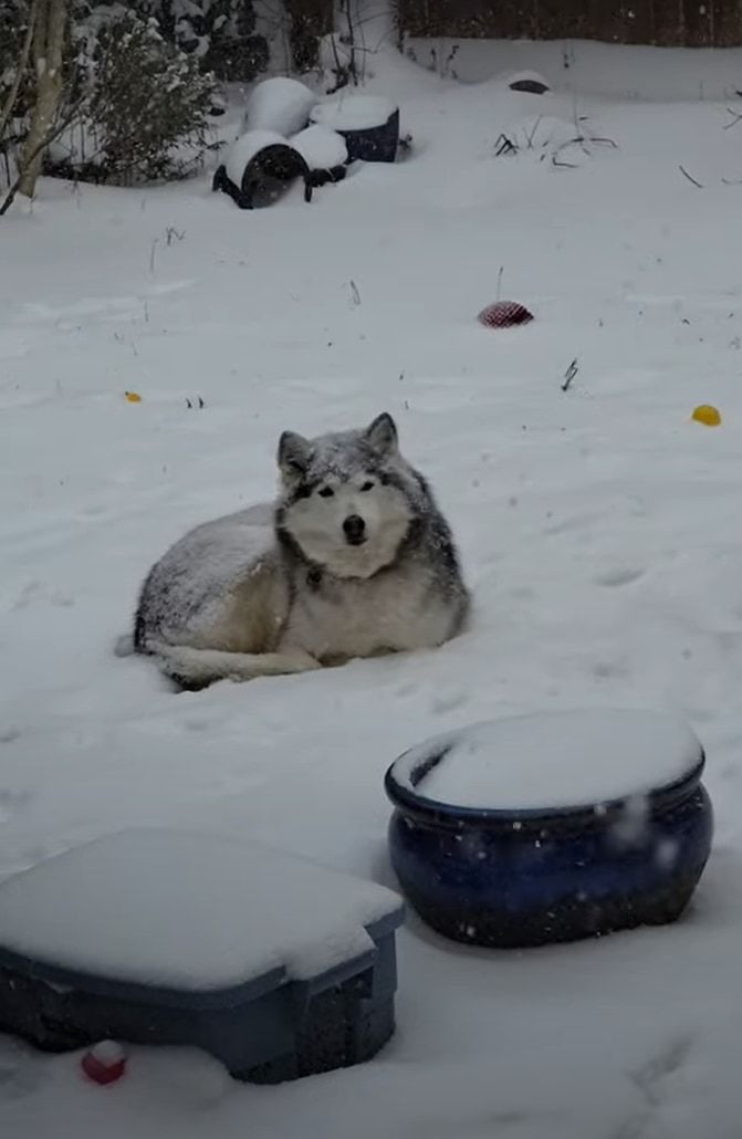 冬の嵐が近付いてきているので愛犬にお家に入って欲しい愛犬VS雪が気持ちいのか外にいたいハスキー犬