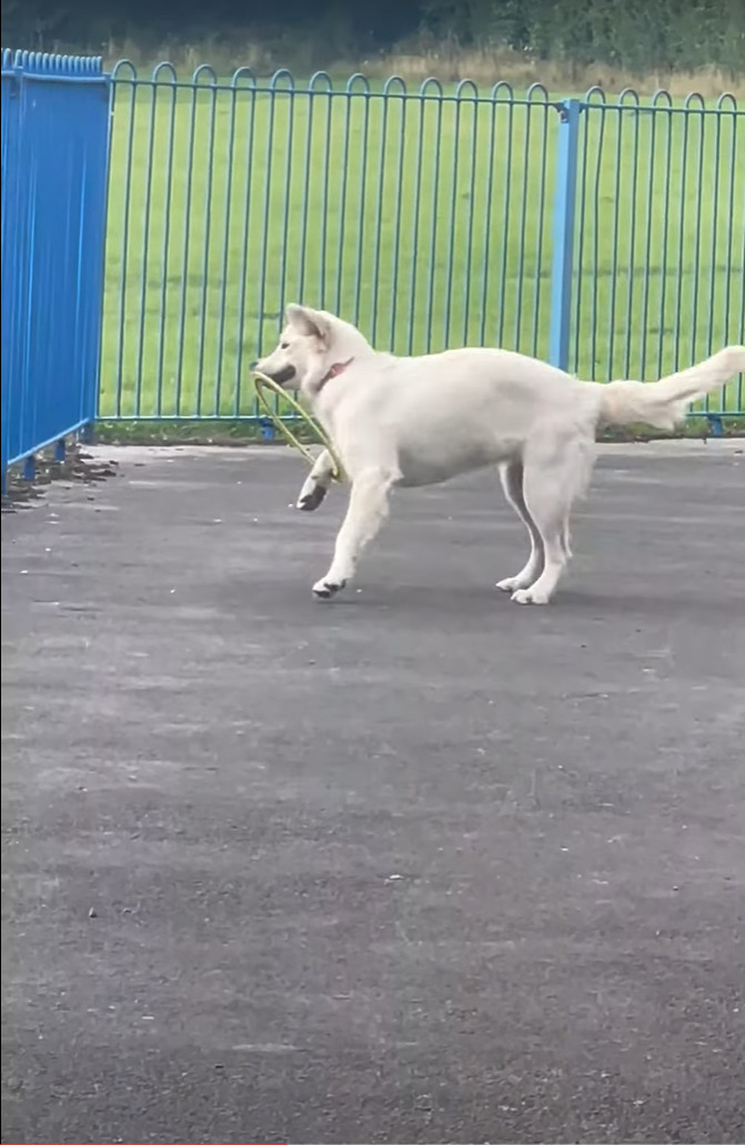 フリスビーで遊ぶゴールデンリトリバーの子犬。ところがくわえたフリスビーが足に引っかかったことで、しょげてしまうのでした【海外・動画】