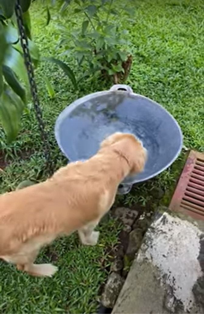 これで一石二鳥？水も飲みたいし、涼みもしたい犬の出した解決案が大胆！！