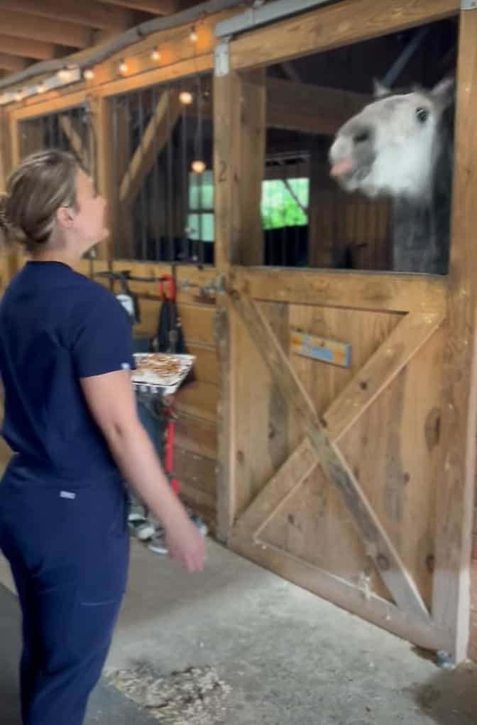 おやつをもらえて喜ぶ馬。頭を上下にシェイクさせるその姿は、まるでヘドバンをしているみたいです【アメリカ・動画】