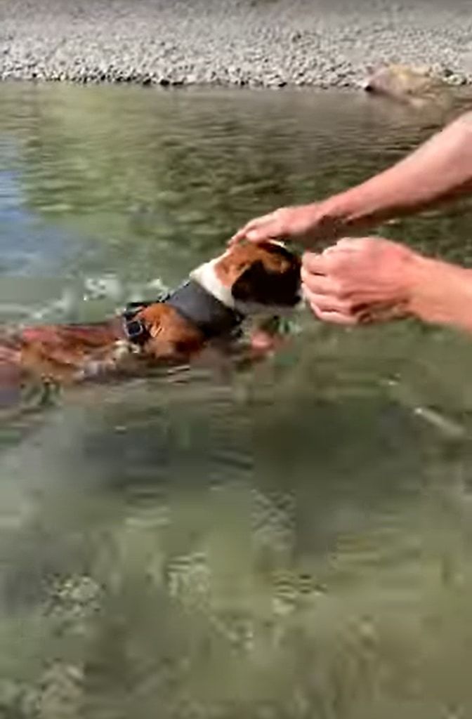 泳ぐのははじめてというボクサーの子犬。見事な犬かきを披露しますが・・・、川の流れが速いのか、なかなか前に進むことができません！！