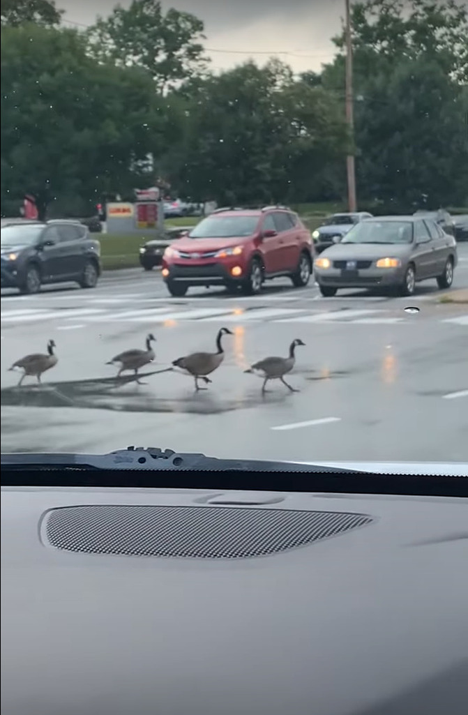 道路を横断するガチョウの家族。ドライバーたちがみんなで見守る中、一列になってみんな慌てずに進んでいきます【アメリカ・動画】